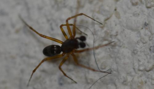 Neriene clathrata